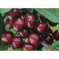 Комплект 5шт / Черевишня Фесан..