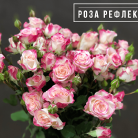 Комплект 5шт / Роза Рефлекс (к..